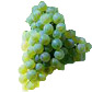 リースリング Riesling