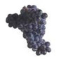 カベルネ フラン　Cabernet Franc